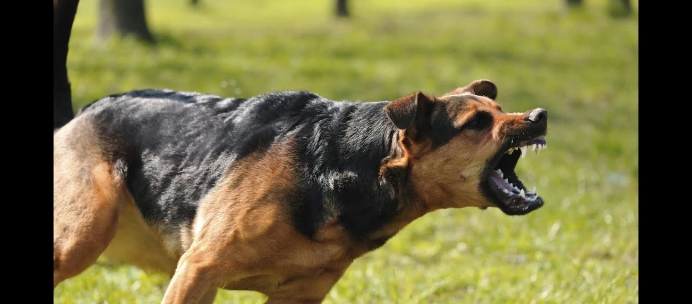 Αγγλία: Λιποθύμησε και τον σκότωσε ο σκύλος του - Τι βρήκε η αστυνομία